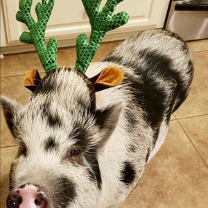 Meet your Posher, Angela